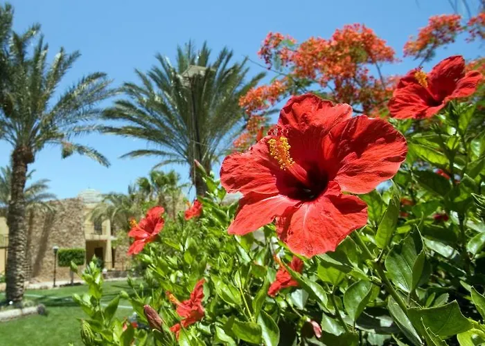 Jewels Sahara Boutique Resort Hurghada